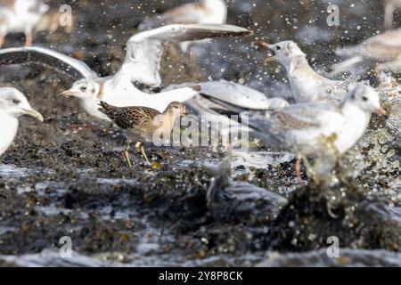 Un ruff nel mezzo di giovani gabbiani Foto Stock