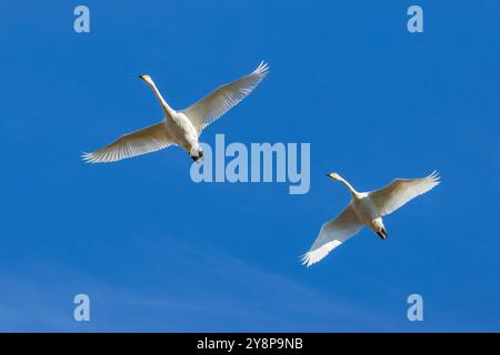 Un cigno perfido (Cygnus cygnus) pari che vola Foto Stock