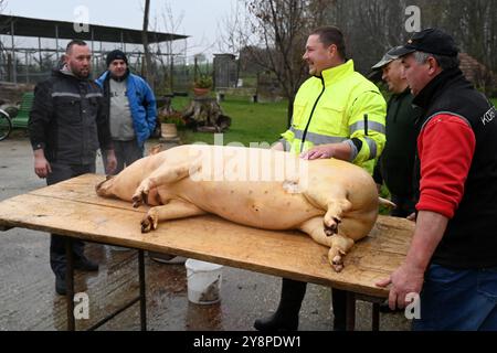 Ohrady, Dunajská Streda, Slovacchia - 12 marzo 2022: Massacro di maiali della comunità tradizionale del villaggio (zabíjačka), gli uomini stanno intorno a un grande maiale Foto Stock