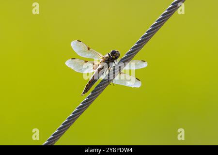 Libellule Foto Stock