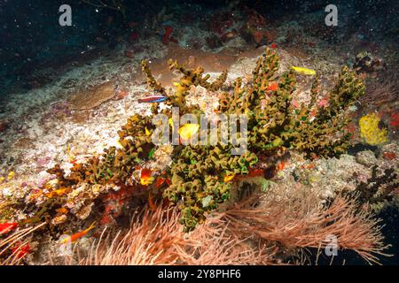Maldive, Black Sun Coral (Tubastraea micranthus) Foto Stock