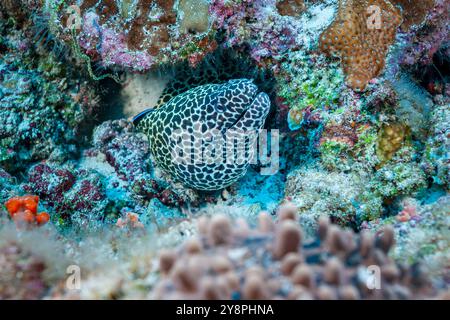 Maldive, lacci, anguille di Moray a nido d'ape (Gymnothorax favagineus) Foto Stock
