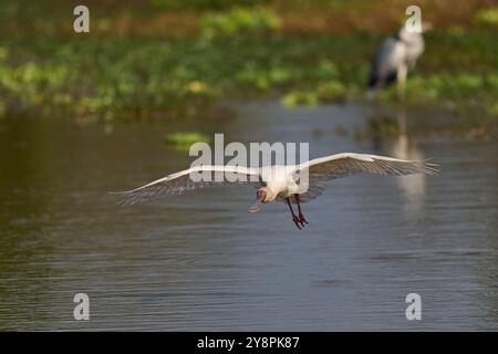 African Spoonbill (Platalea alba) che arriva a terra in una laguna poco profonda all'inizio della stagione delle piogge nel South Luangwa National Park, Zambia Foto Stock