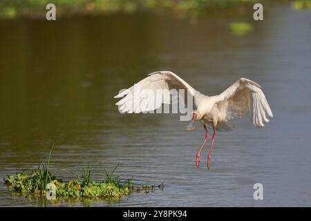 African Spoonbill (Platalea alba) che arriva a terra in una laguna poco profonda all'inizio della stagione delle piogge nel South Luangwa National Park, Zambia Foto Stock