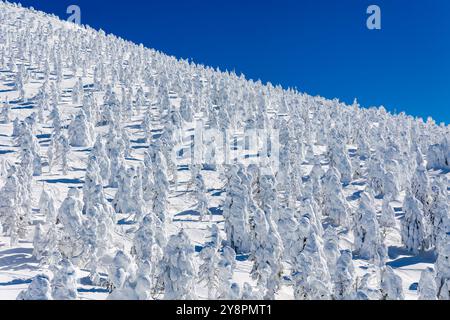 Neve e alberi ghiacciati su un cielo azzurro e soleggiato nel pomeriggio invernale Foto Stock
