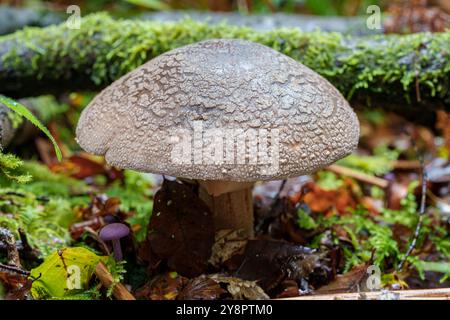 Si tratta di un'immagine zoomedina che mostra un fungo dettagliato e testurizzato annidato in una foresta vibrante e lussureggiante Foto Stock