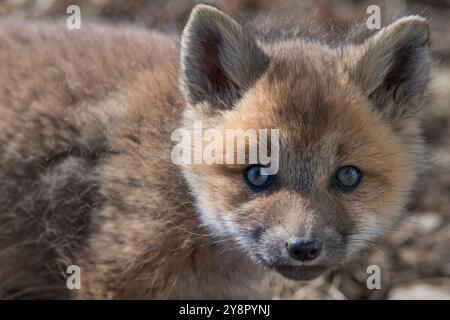 Red Fox kit close-up shot vicino all'ingresso al loro den, Cape Santa Maria, Terranova Foto Stock