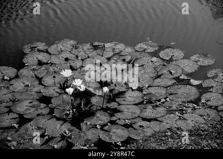 Ninfee, Nymphaeaceae è una famiglia di piante in fiore, comunemente chiamate ninfee. Fiori e foglie galleggianti sull'acqua dello stagno. Bella natura Foto Stock