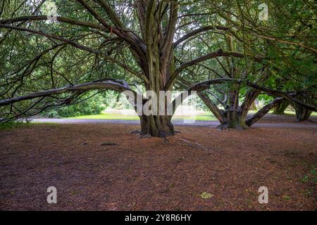 Ampi rami e tronchi noiosi di un antico Yew Tree Grove all'Abbazia di Cong Foto Stock