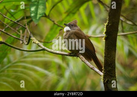 Penan bulbul Alophoixus ruficrissus bruno songbird con gola bianca e piccola cresta nei Pycnonotidae trovato Borneo a metà piano di evergr a foglia larga Foto Stock