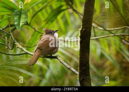 Penan bulbul Alophoixus ruficrissus bruno songbird con gola bianca e piccola cresta nei Pycnonotidae trovato Borneo a metà piano di evergr a foglia larga Foto Stock