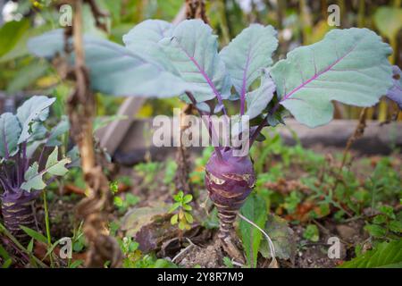 Kohlrabi sul campo. Si chiama anche rapa tedesca o cavolo di rapa. Foto Stock