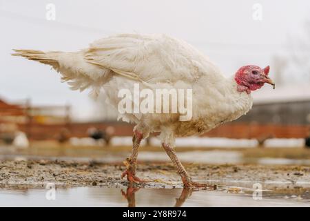 Paesaggio rurale con ampio petto di tacchino domestico. Foto Stock