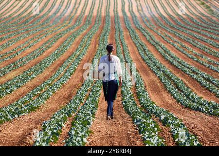 Farmer, Broccoli, Agricultural Field, Funes, Navarra, Spagna, Europa. Foto Stock