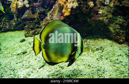 Pesce pipistrello di teira o pesce pistrello con pinna lunga (Platax teira) Foto Stock