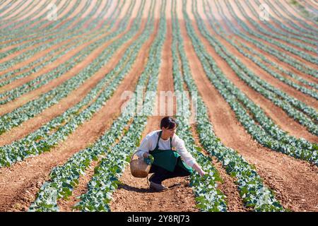 Farmer, Broccoli, Agricultural Field, Funes, Navarra, Spagna, Europa. Foto Stock