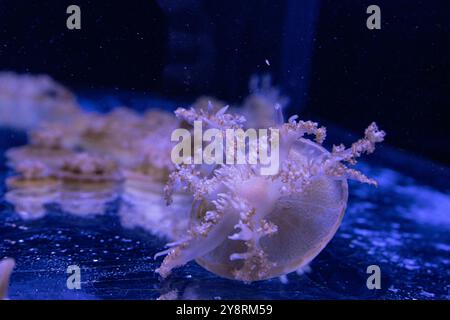 Le meduse marine e oceaniche nuotano in acqua da vicino. Illuminazione e bioluminescenza in diversi colori al buio. Meduse esotiche e rare nel Foto Stock