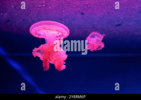 Le meduse marine e oceaniche nuotano in acqua da vicino. Illuminazione e bioluminescenza in diversi colori al buio. Meduse esotiche e rare nel Foto Stock