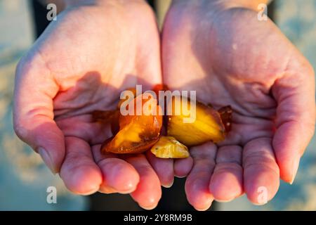 Una persona tiene delicatamente in mano uno splendido pezzo di ambra, ammirandone il colore ricco e l'affascinante consistenza Foto Stock