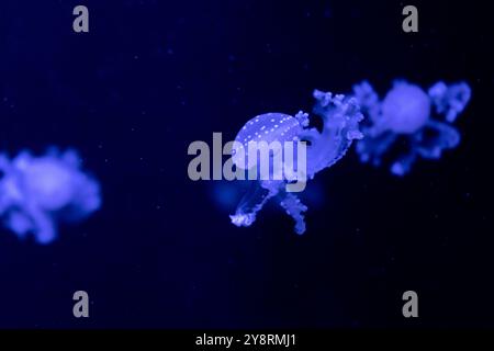 Le meduse marine e oceaniche nuotano in acqua da vicino. Illuminazione e bioluminescenza in diversi colori al buio. Meduse esotiche e rare nel Foto Stock