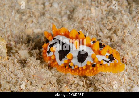 NudiBranch, Phyllidia ocellata, Phyllidiidae, Malindi Marine National Park & Reserve, Kenya, Africa Foto Stock