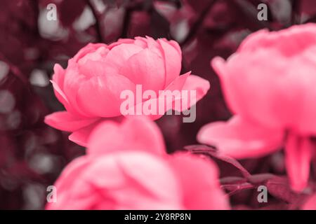 Tè all'arancia tenero fiori di rosa che fioriscono come sfondo nel giardino autunnale. Orizzontalmente. Un nuovo classico per il 2023 in Viva Magenta. Concetto di colore di Foto Stock