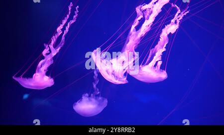 raccolta video. Le meduse marine e oceaniche nuotano in acqua da vicino. Illuminazione e bioluminescenza in diversi colori al buio. Esotico e stravagante Foto Stock