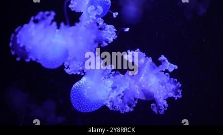 raccolta video. Le meduse marine e oceaniche nuotano in acqua da vicino. Illuminazione e bioluminescenza in diversi colori al buio. Esotico e stravagante Foto Stock