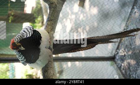Un bellissimo fagiano con piume colorate che brillano al sole sta riposando. Uccelli dai colori bellissimi. Primo piano verticale Foto Stock