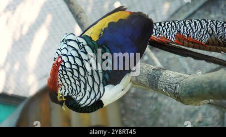 Un bellissimo fagiano con piume colorate che brillano al sole sta riposando. Uccelli dai colori bellissimi. Primo piano verticale Foto Stock