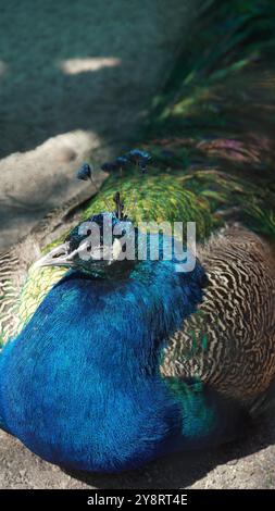 Un bellissimo pavone con piume colorate che brillano al sole riposa. Uccelli dai colori bellissimi Foto Stock