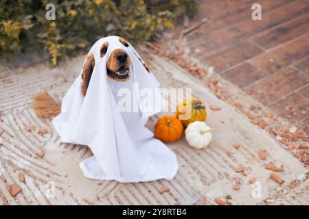 Un cane vestito da fantasma con le zucche durante una allegra festa autunnale Foto Stock