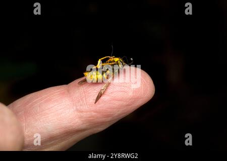 Vespa morta, Vespula Vulgaris, al dito di un uomo. Foto Stock