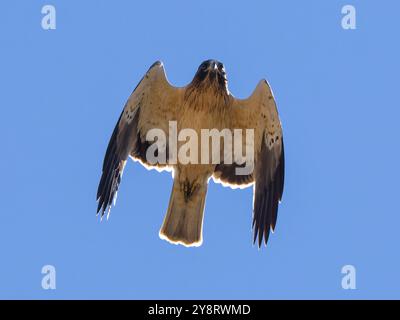 Un'aquila dotata di protezione, Hieraetus pennatus, classificata anche come Aquila pennata, fotografata in volo contro un cielo blu. Foto Stock