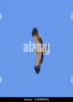 Un'aquila dotata di protezione, Hieraetus pennatus, classificata anche come Aquila pennata, fotografata in volo contro un cielo blu. Foto Stock