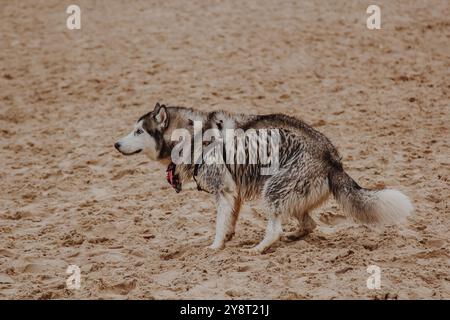 Husky sbuca sulla riva. Il cane defeca sulla sabbia. Foto Stock