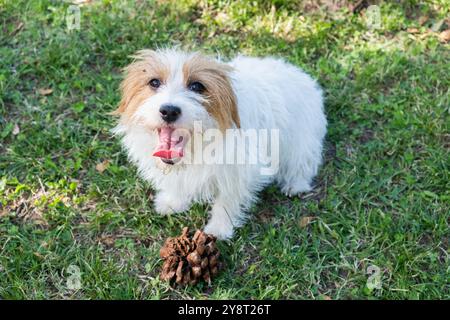 Scena domestica dall'alto di un piccolo cane di razza pura Jack Russel. Vuole giocare e sta mostrando un cono di pino che il suo proprietario gli lanci. Ha la sua t Foto Stock