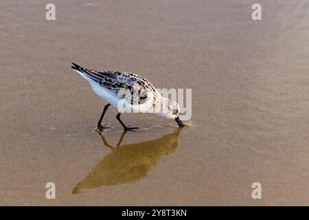 Shorebird in piedi in acque poco profonde con il suo riflesso visibile sotto. Foto Stock