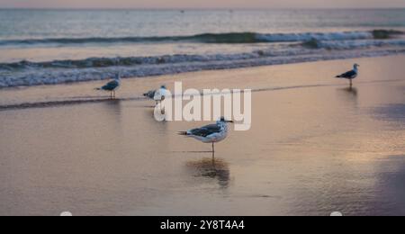 Calmo scenario serale sulla spiaggia con gabbiani che si riflettono nelle acque poco profonde. Foto Stock