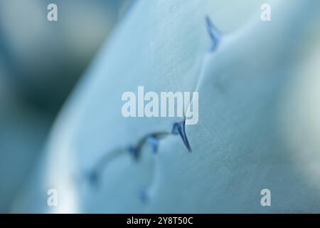 Primo piano focalizzato sulle spine di una pianta di agave in crescita prima che le foglie si separino. I toni sono morbidi e la luce uniforme. I colori sono BL Foto Stock