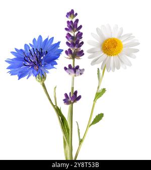 Daisy Lavanda e fiori di mais isolati su sfondo bianco Foto Stock