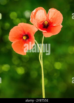 Fiori di papavero rossi su un prato verde Foto Stock