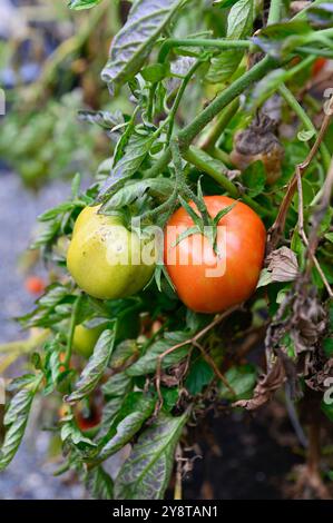 Raccolta di verdure di fine stagione in piccoli appezzamenti agricoli, giardinaggio nel cortile, prodotti biologici Foto Stock