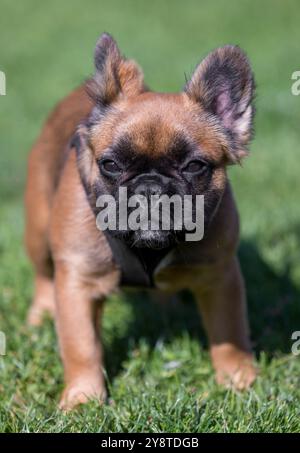 Cucciolo Bulldog francese dai capelli lunghi Red Fawn Brindle. Parco per cani al guinzaglio nella California settentrionale. Foto Stock