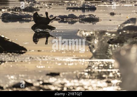 Foca su una roccia nell'acqua, ghiaccio, isola di Midtholmen, vicino a NY-Alesund, Kongsfjord, Spitsbergen, Svalbard e arcipelago Jan Mayen, Norvegia, Europa Foto Stock