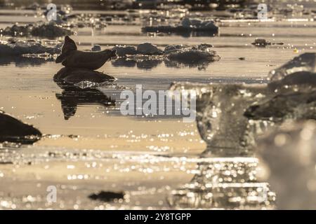 Foca su una roccia nell'acqua, ghiaccio, isola di Midtholmen, vicino a NY-Alesund, Kongsfjord, Spitsbergen, Svalbard e arcipelago Jan Mayen, Norvegia, Europa Foto Stock