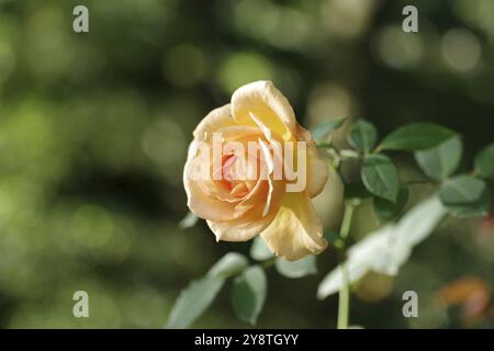 Rose (rosa), arancio, fiore, bokeh, graziosa, la favolosa fioritura di una singola rosa si distingue bene sullo sfondo sfocato Foto Stock