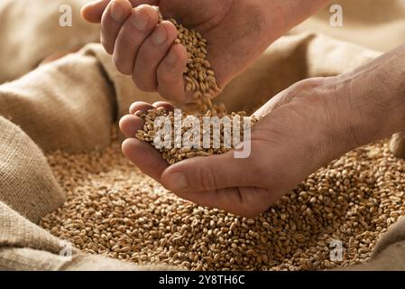 Maschio caucasico che mostra grani di grano nelle sue mani sopra sacco di burlap Foto Stock