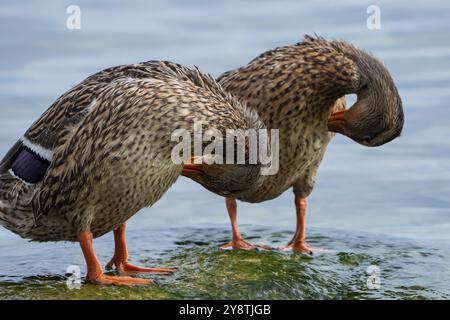 Primo piano di un mallardo sul Lago di Garda Foto Stock