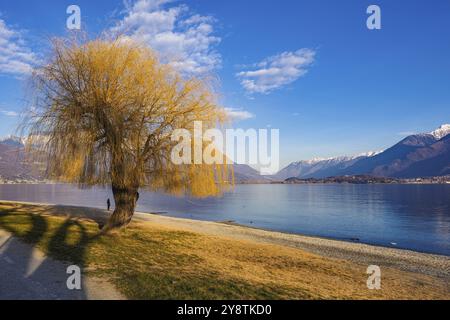 Salice sul lungolago di Domaso, sul lago di Como Foto Stock